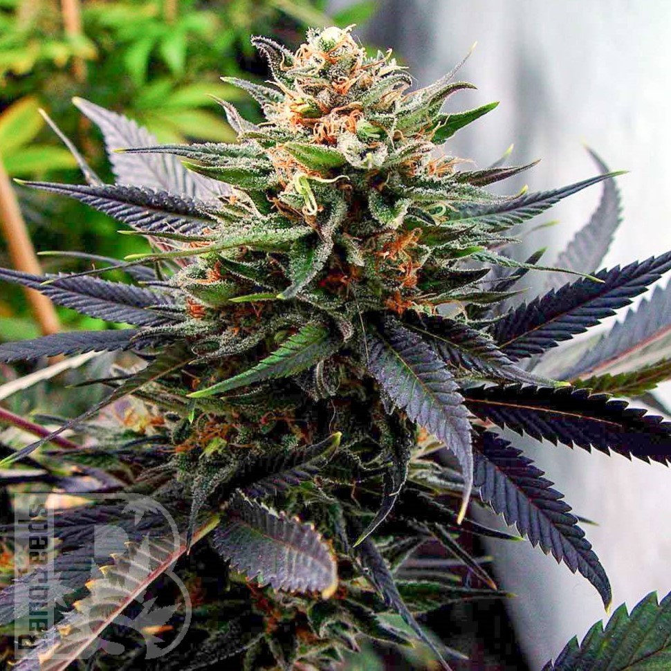 Семена конопли  Hawai feminised Ganja Seeds Семена конопли  Hawai feminised Ganja Seeds