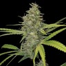 Семена конопли  Hawai feminised Ganja Seeds Семена конопли  Hawai feminised Ganja Seeds