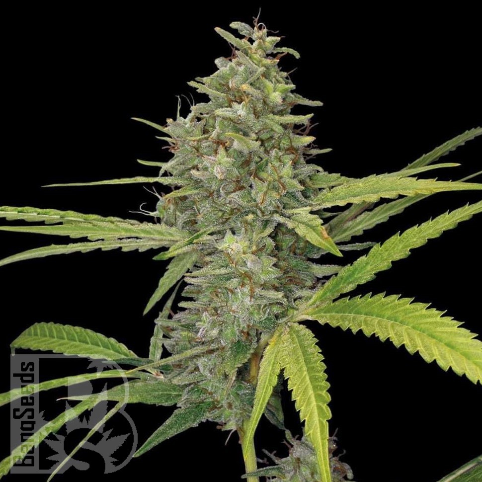 Семена конопли  Hawai feminised Ganja Seeds Семена конопли  Hawai feminised Ganja Seeds
