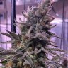 Семена конопли  Hawai feminised Ganja Seeds Семена конопли  Hawai feminised Ganja Seeds