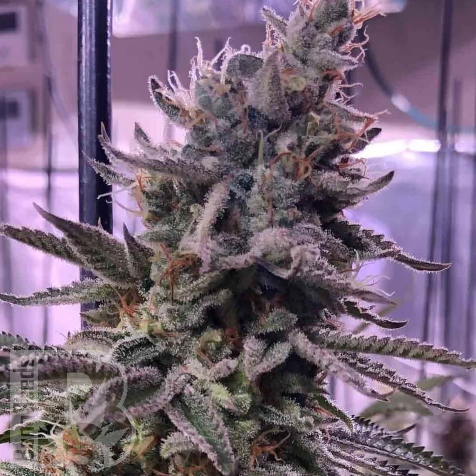 Семена конопли  Hawai feminised Ganja Seeds Семена конопли  Hawai feminised Ganja Seeds