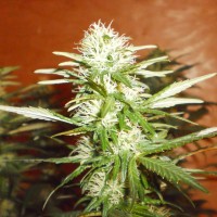 Kun feminised Bang Seeds