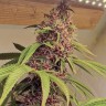 Семена конопли  Kun feminised Bang Seeds Семена конопли  Kun feminised Bang Seeds