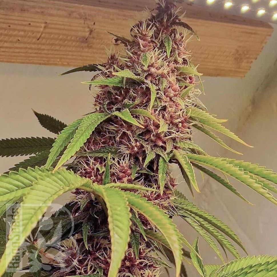 Семена конопли  Kun feminised Bang Seeds Семена конопли  Kun feminised Bang Seeds