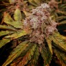 Семена конопли  Kun feminised Bang Seeds Семена конопли  Kun feminised Bang Seeds