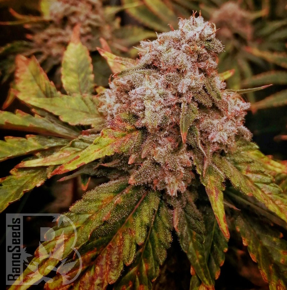 Семена конопли  Kun feminised Bang Seeds Семена конопли  Kun feminised Bang Seeds