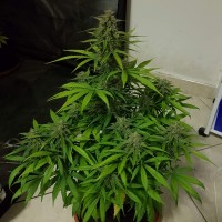 Auto Lemon Haze feminised Ganja Seeds
