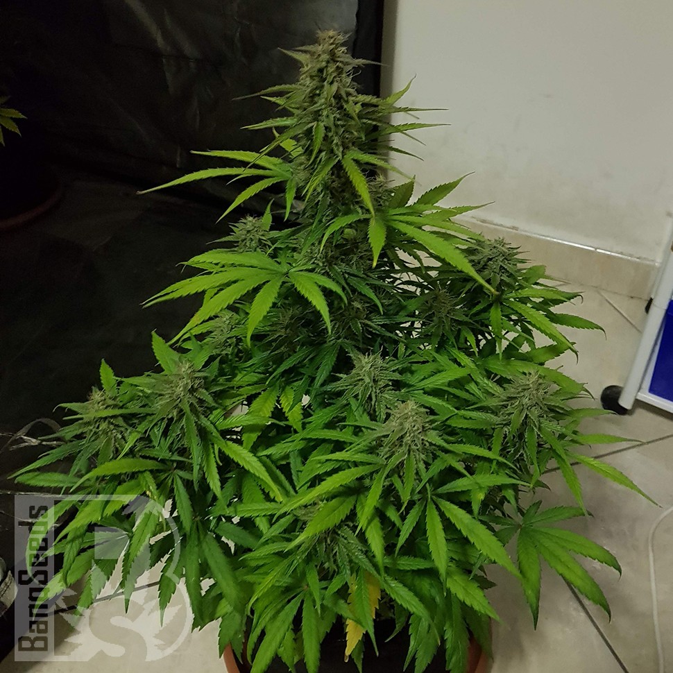 Семена каннабиса  Auto Lemon Haze feminised Ganja Seeds