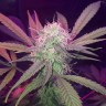 Семена каннабиса  Auto Lemon Haze feminised Ganja Seeds Семена каннабиса  Auto Lemon Haze feminised Ganja Seeds