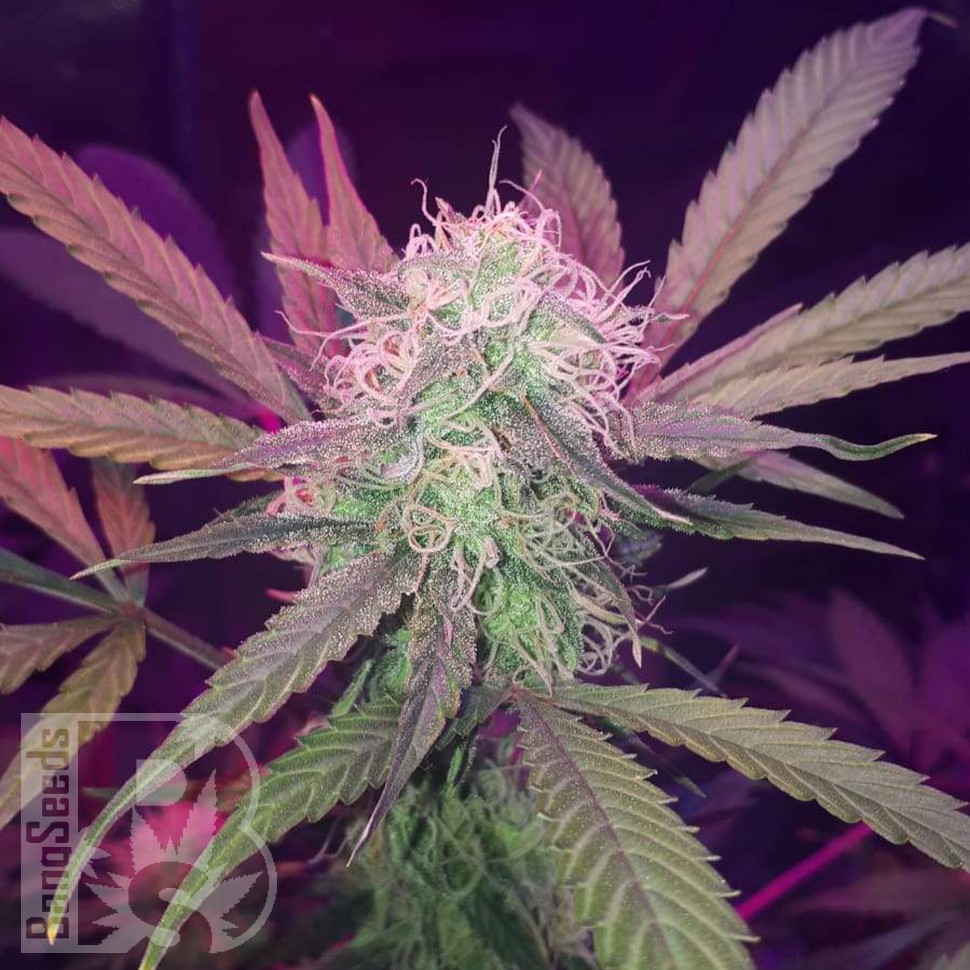 Семена каннабиса  Auto Lemon Haze feminised Ganja Seeds Семена каннабиса  Auto Lemon Haze feminised Ganja Seeds