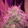Семена каннабиса  Auto Lemon Haze feminised Ganja Seeds Семена каннабиса  Auto Lemon Haze feminised Ganja Seeds