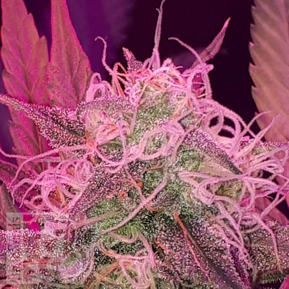 Семена каннабиса  Auto Lemon Haze feminised Ganja Seeds Семена каннабиса  Auto Lemon Haze feminised Ganja Seeds