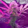 Семена каннабиса  Auto Lemon Haze feminised Ganja Seeds Семена каннабиса  Auto Lemon Haze feminised Ganja Seeds