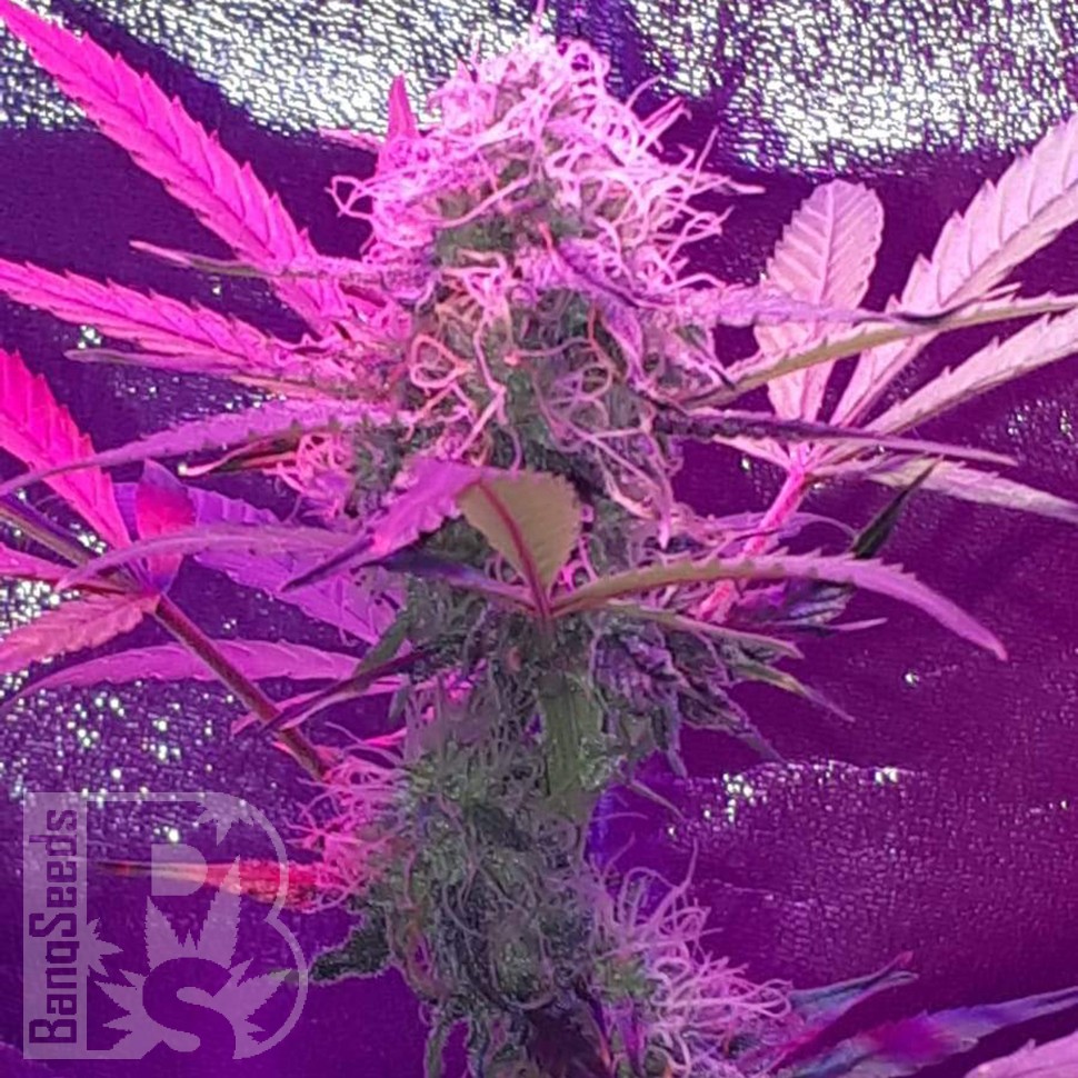 Семена каннабиса  Auto Lemon Haze feminised Ganja Seeds Семена каннабиса  Auto Lemon Haze feminised Ganja Seeds