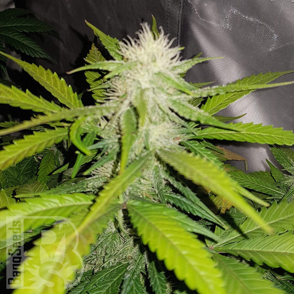 Семена каннабиса  Auto Lemon Haze feminised Ganja Seeds Семена каннабиса  Auto Lemon Haze feminised Ganja Seeds