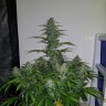 Семена каннабиса  Auto Lemon Haze feminised Ganja Seeds Семена каннабиса  Auto Lemon Haze feminised Ganja Seeds