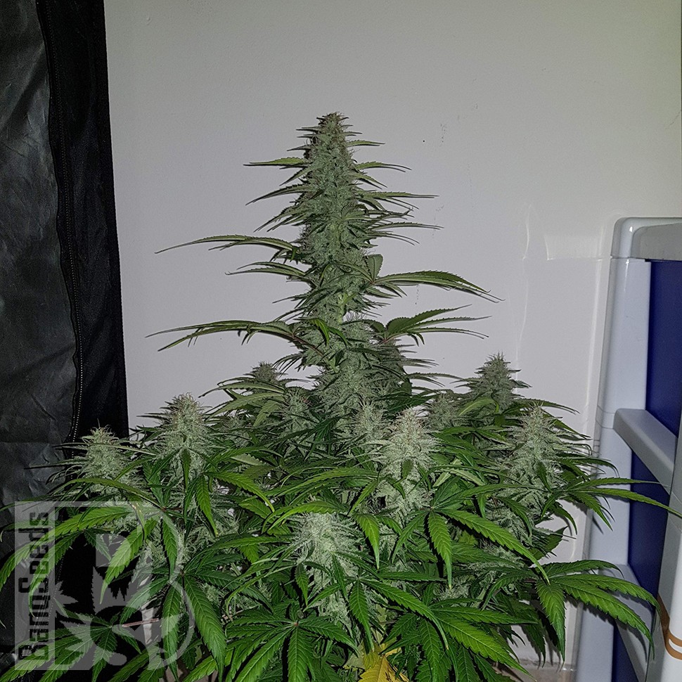 Семена каннабиса  Auto Lemon Haze feminised Ganja Seeds Семена каннабиса  Auto Lemon Haze feminised Ganja Seeds