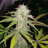 Семена каннабиса  Auto Lemon Haze feminised Ganja Seeds Семена каннабиса  Auto Lemon Haze feminised Ganja Seeds