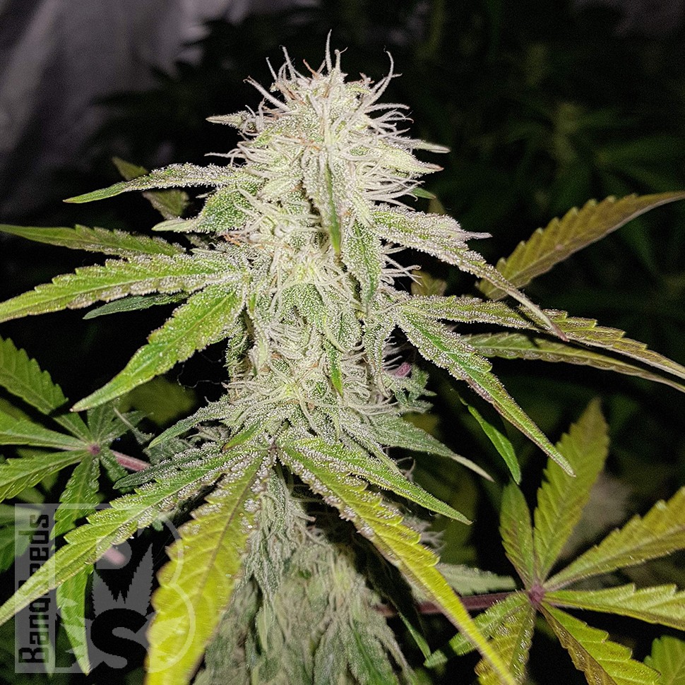 Семена каннабиса  Auto Lemon Haze feminised Ganja Seeds Семена каннабиса  Auto Lemon Haze feminised Ganja Seeds