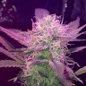 Семена каннабиса  Auto Lemon Haze feminised Ganja Seeds Семена каннабиса  Auto Lemon Haze feminised Ganja Seeds