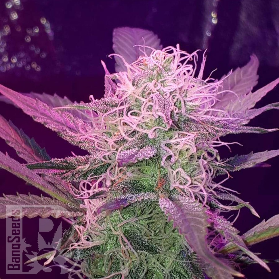 Семена каннабиса  Auto Lemon Haze feminised Ganja Seeds Семена каннабиса  Auto Lemon Haze feminised Ganja Seeds