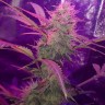 Семена каннабиса  Auto Lemon Haze feminised Ganja Seeds Семена каннабиса  Auto Lemon Haze feminised Ganja Seeds