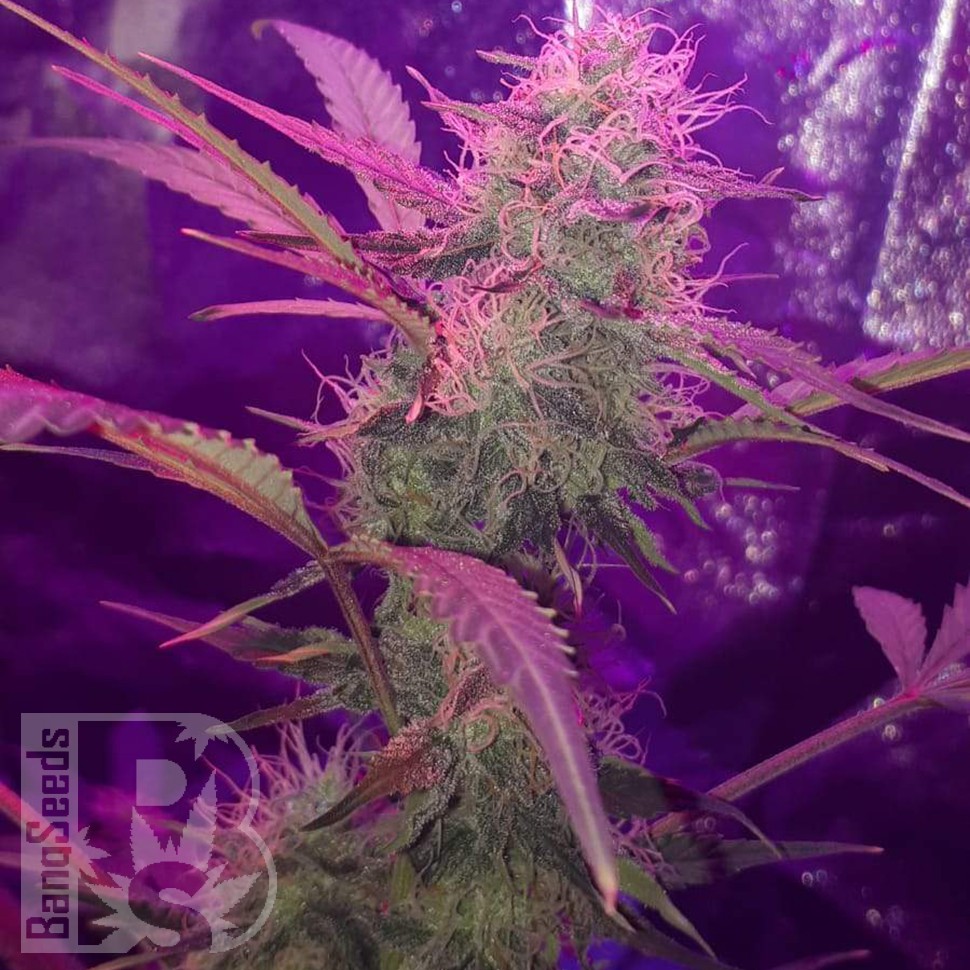 Семена каннабиса  Auto Lemon Haze feminised Ganja Seeds Семена каннабиса  Auto Lemon Haze feminised Ganja Seeds