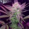 Семена каннабиса  Auto Lemon Haze feminised Ganja Seeds Семена каннабиса  Auto Lemon Haze feminised Ganja Seeds