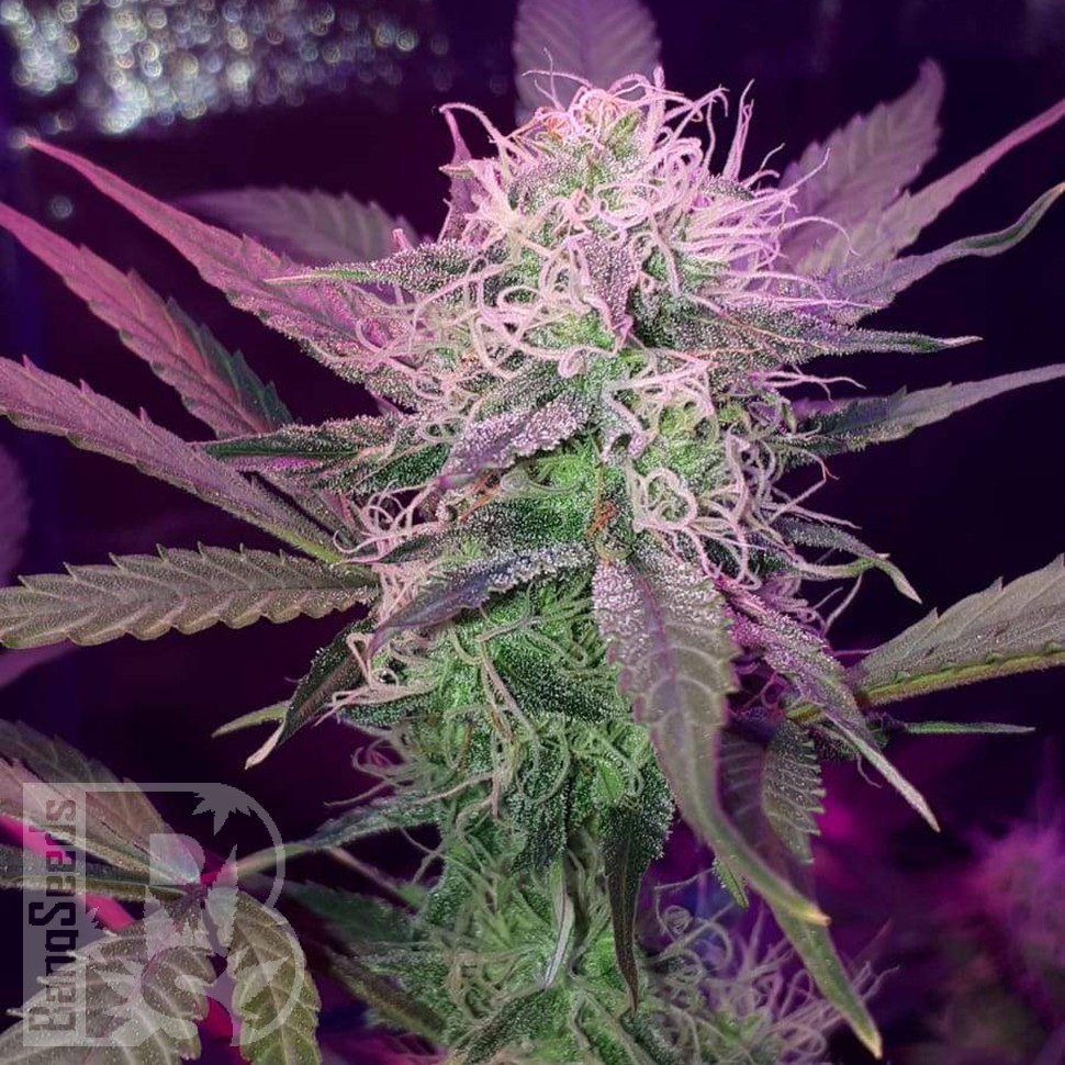 Семена каннабиса  Auto Lemon Haze feminised Ganja Seeds Семена каннабиса  Auto Lemon Haze feminised Ganja Seeds
