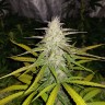 Семена каннабиса  Auto Lemon Haze feminised Ganja Seeds Семена каннабиса  Auto Lemon Haze feminised Ganja Seeds