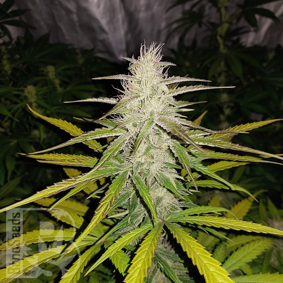 Семена каннабиса  Auto Lemon Haze feminised Ganja Seeds Семена каннабиса  Auto Lemon Haze feminised Ganja Seeds