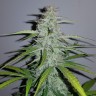 Семена каннабиса  Auto Lemon Haze feminised Ganja Seeds Семена каннабиса  Auto Lemon Haze feminised Ganja Seeds