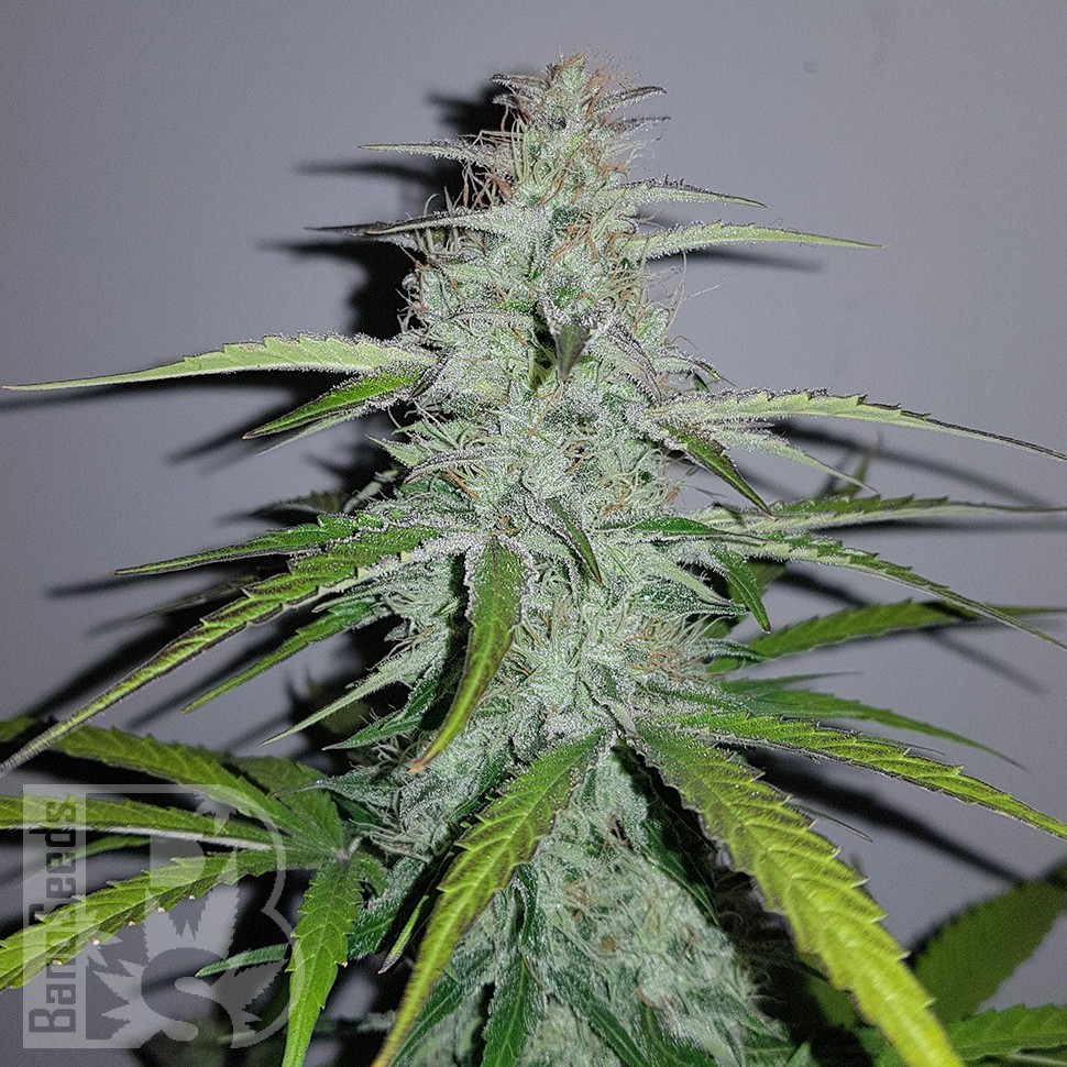 Семена каннабиса  Auto Lemon Haze feminised Ganja Seeds Семена каннабиса  Auto Lemon Haze feminised Ganja Seeds