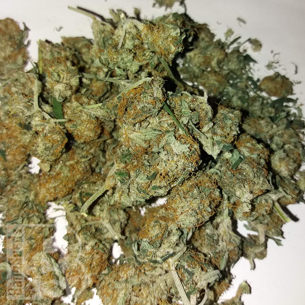 Семена каннабиса  Auto Lemon Haze feminised Ganja Seeds Семена каннабиса  Auto Lemon Haze feminised Ganja Seeds