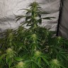 Семена каннабиса  Auto Lemon Haze feminised Ganja Seeds Семена каннабиса  Auto Lemon Haze feminised Ganja Seeds