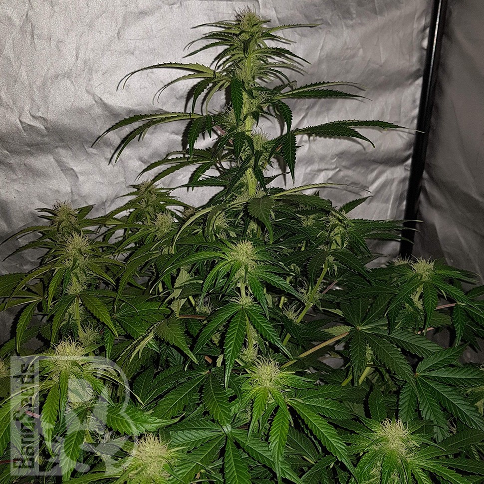 Семена каннабиса  Auto Lemon Haze feminised Ganja Seeds Семена каннабиса  Auto Lemon Haze feminised Ganja Seeds