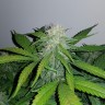 Семена каннабиса  Auto Lemon Haze feminised Ganja Seeds Семена каннабиса  Auto Lemon Haze feminised Ganja Seeds