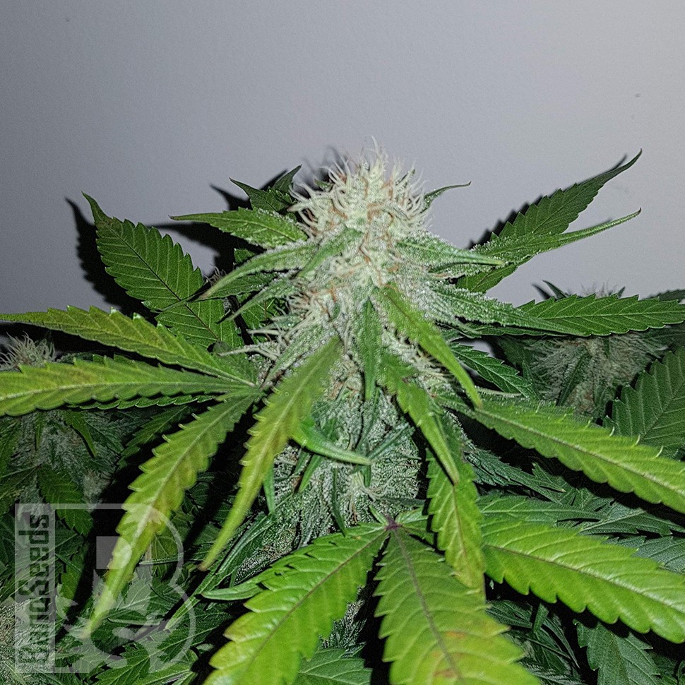 Семена каннабиса  Auto Lemon Haze feminised Ganja Seeds Семена каннабиса  Auto Lemon Haze feminised Ganja Seeds