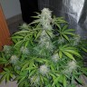 Семена каннабиса  Auto Lemon Haze feminised Ganja Seeds Семена каннабиса  Auto Lemon Haze feminised Ganja Seeds