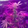 купить семена конопли феминизированные Auto Lemon Haze feminised купить семена конопли феминизированные Auto Lemon Haze feminised