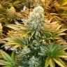 Auto Banana Punch feminised Ganja Seeds Auto Banana Punch feminised Ganja Seeds
