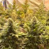 Auto Banana Punch feminised Ganja Seeds Auto Banana Punch feminised Ganja Seeds