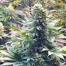 Auto Banana Punch feminised Ganja Seeds Auto Banana Punch feminised Ganja Seeds