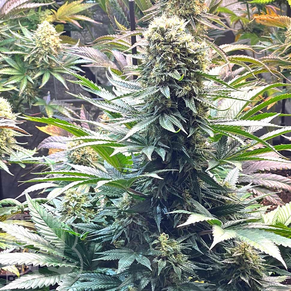 Auto Banana Punch feminised Ganja Seeds Auto Banana Punch feminised Ganja Seeds