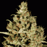 купить семена конопли Atomical Haze feminised Ganja Seeds купить семена конопли Atomical Haze feminised Ganja Seeds