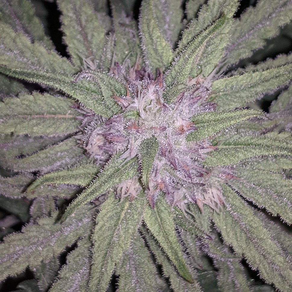 заказ семян конопли Auto Fruit feminised заказ семян конопли Auto Fruit feminised