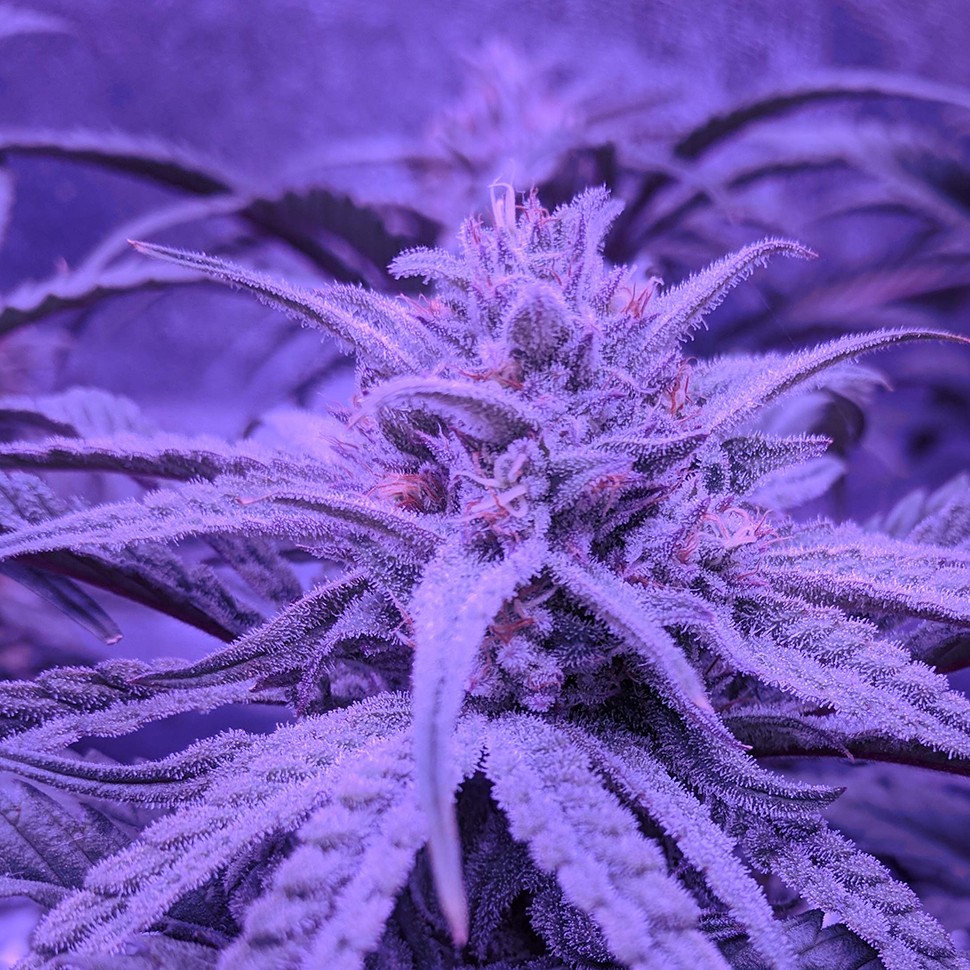 где заказать семена конопли Auto Fruit feminised где заказать семена конопли Auto Fruit feminised