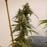 заказать семена конопли наложенным платежом Auto Fruit feminised заказать семена конопли наложенным платежом Auto Fruit feminised