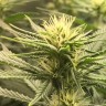 заказать на сайте семена конопли Auto Fruit feminised заказать на сайте семена конопли Auto Fruit feminised