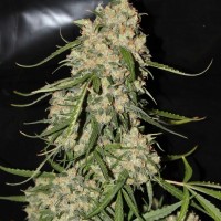 Mountain Kush feminised Ganja Seeds